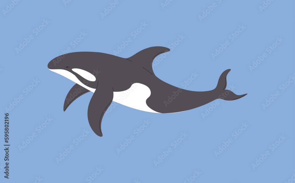 Fototapeta premium Black and white killer whale arctic animal flat style
