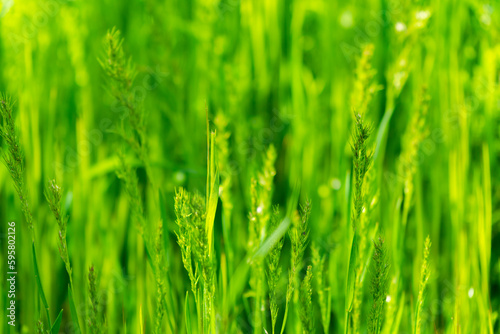 Background Texture of Macro Green Grass