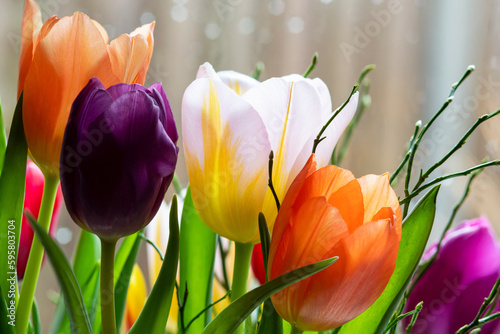 Fresh yellow, white, purple colored tulips from holland