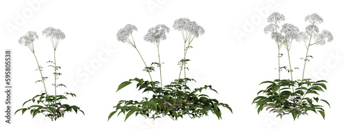 The shrub has flowers on a transparent background
