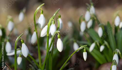 Galanthus nivalis - blooming white flowers in early spring in the forest, wallpaper closeup