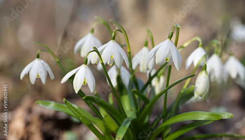 white spring flowers, Galanthus nivalis - blooming white flowers in early spring in the forest, wallpaper  © Yasir