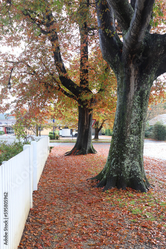 Beautiful view of Bowral Southern Highlands NSW, autumn photography photo