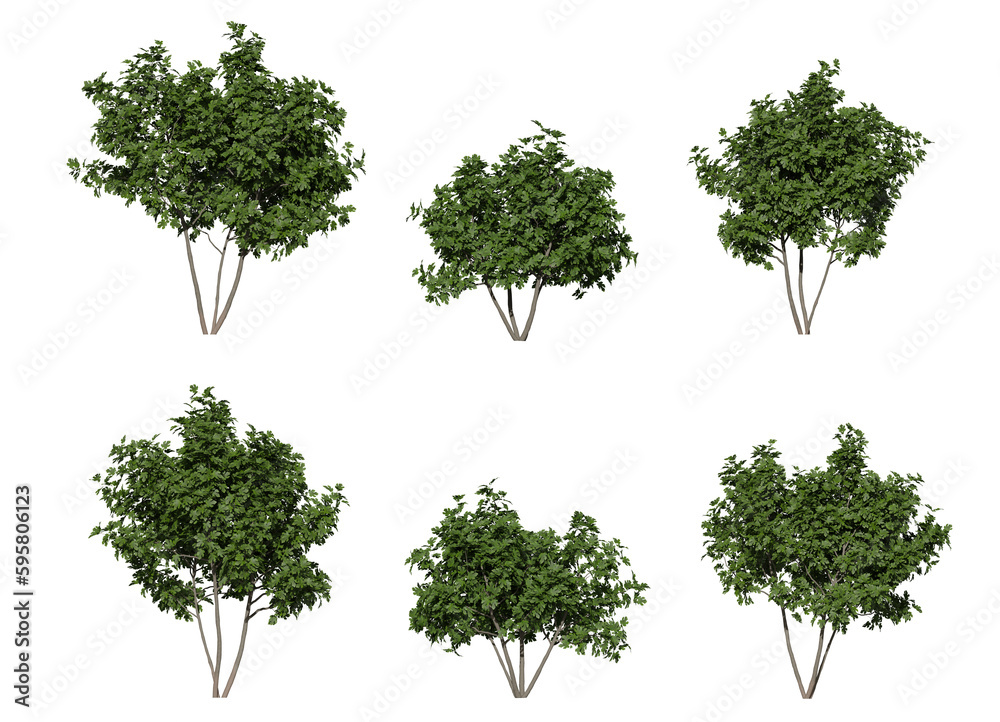 fig tree on a transparent background