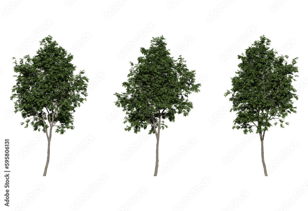 fraxinus americana white ash tree on a transparent background fraxinus americana white ash tree on a transparent background