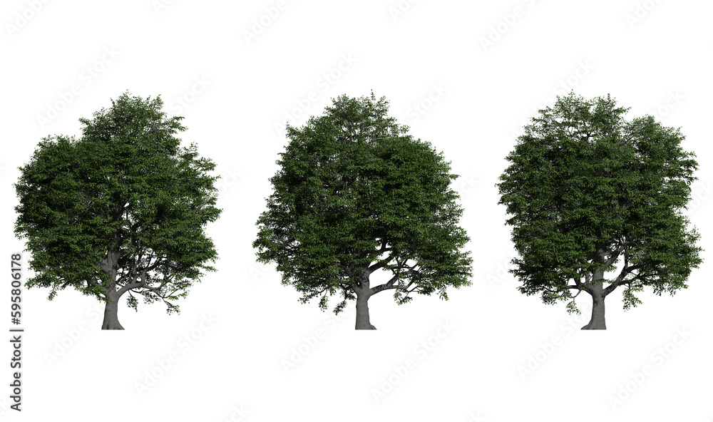 Fototapeta premium old oak tree on a transparent background