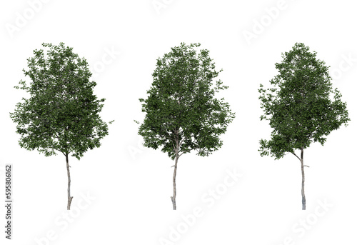 oak tree on a transparent background