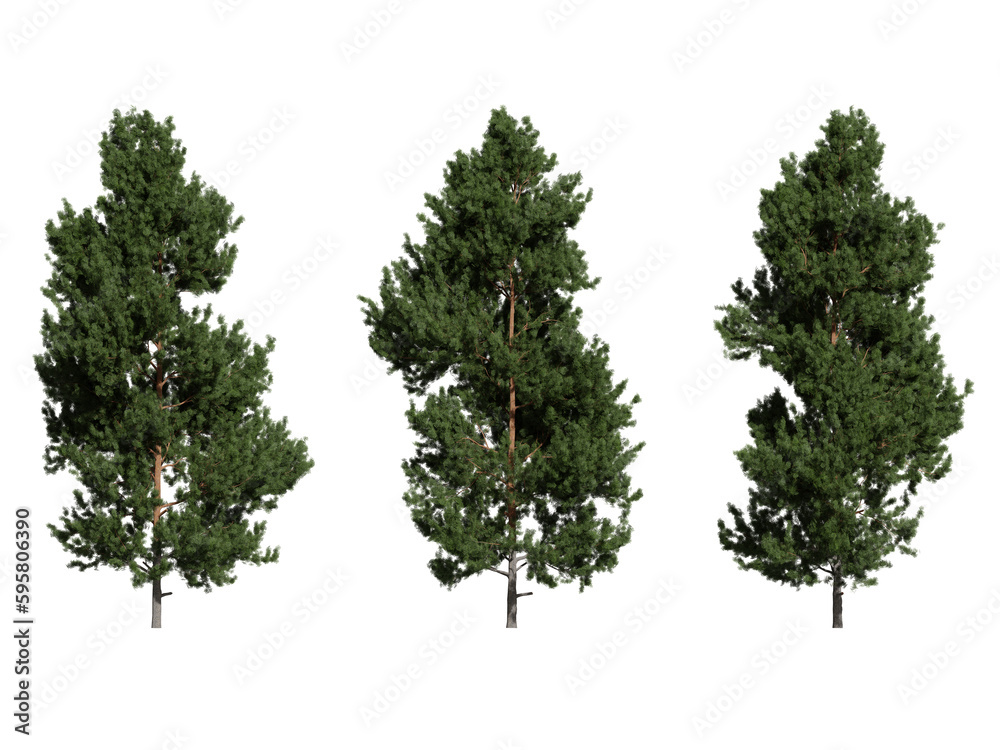 scots pine tree on a transparent background