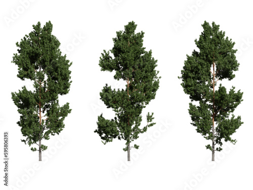 scots pine tree on a transparent background