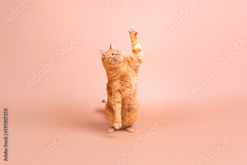 Beautiful adult red cat plays against a beige background. Jumping cat on a beige background