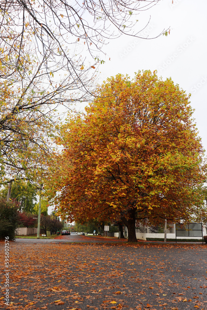 Beautiful view of Bowral Southern Highlands NSW, autumn photography Beautiful view of Bowral Southern Highlands NSW, autumn photography