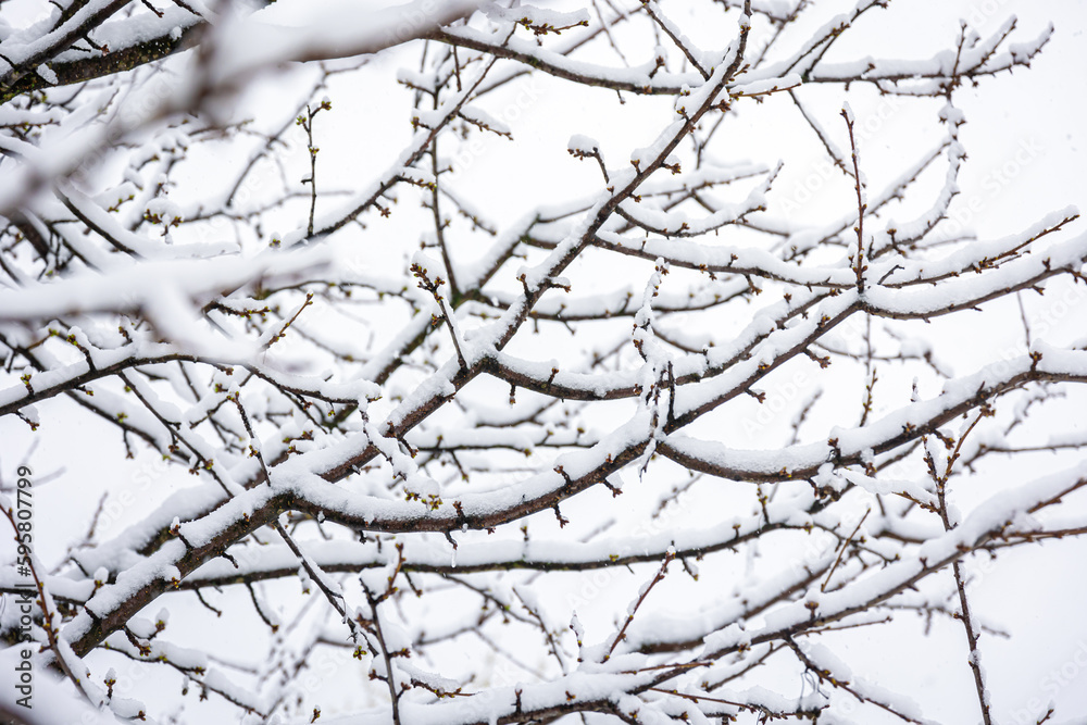 Tree branches in spring covered with snow, close up.