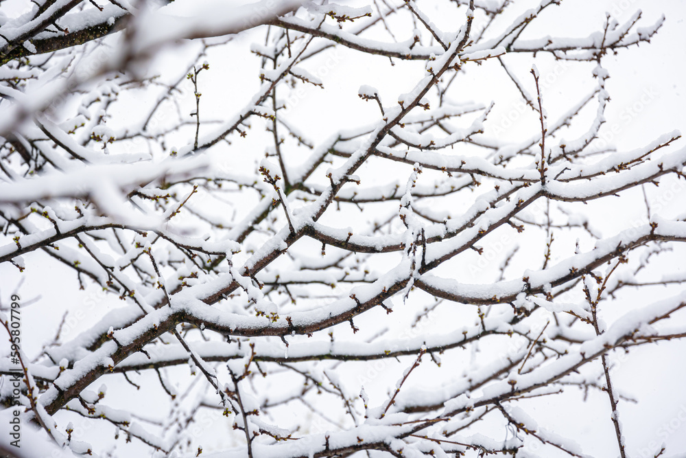Tree branches in spring covered with snow, close up. Tree branches in spring covered with snow, close up.