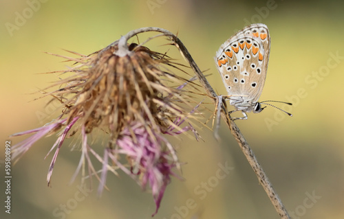 Photography Brown argus butterfly on dried flower in summer