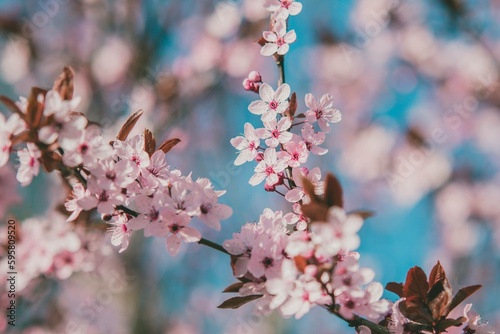 Wiosenne kwitnące drzewa na tle niebieskiego nieba | Spring blooming trees photo