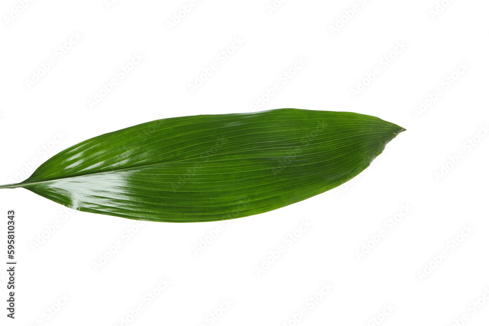 Obraz premium Leaf isolated on white background, summer and nature concept, PNG