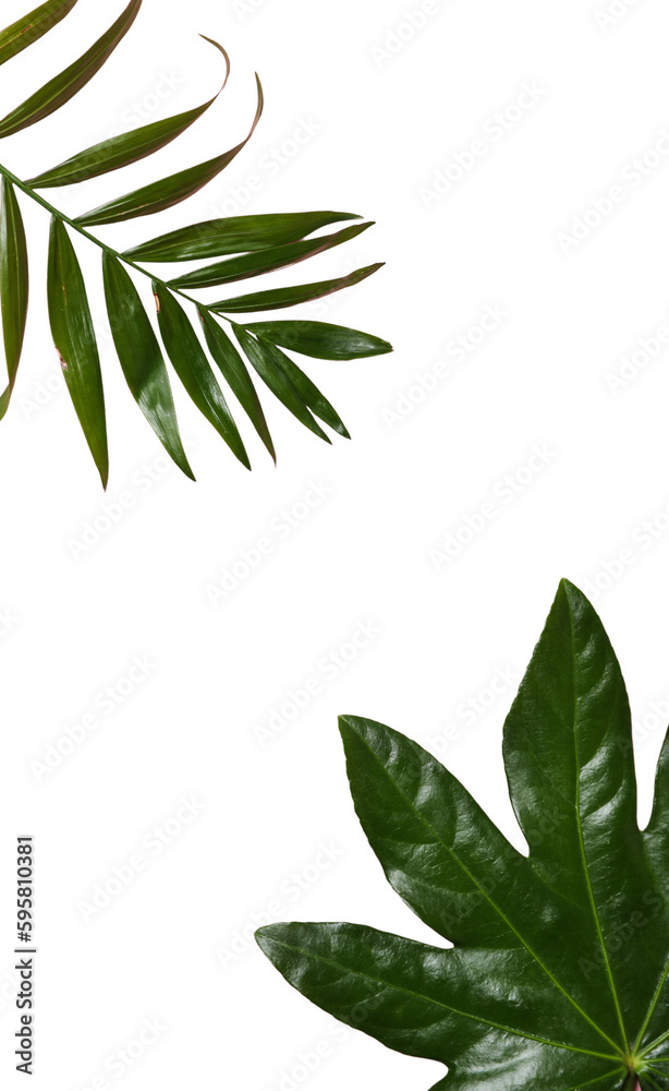 Fototapeta premium Leaves isolated on white background, summer and nature concept, PNG