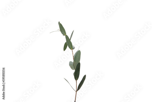 Twig isolated on white background, nature concept, PNG