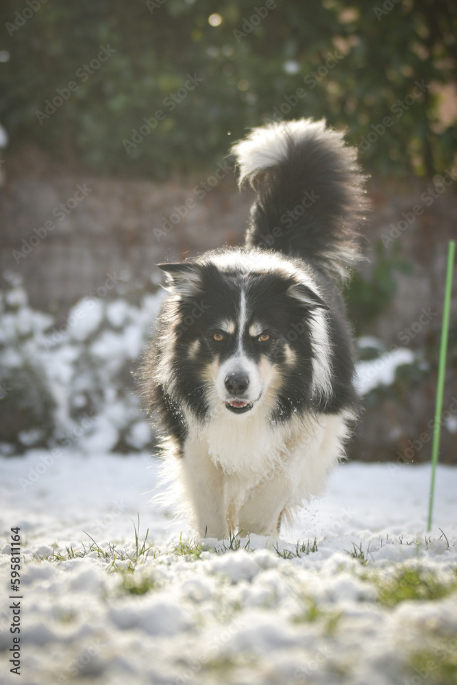 Border collie is running through a field in the snow. Winter fun in the snow. Border collie is running through a field in the snow. Winter fun in the snow.