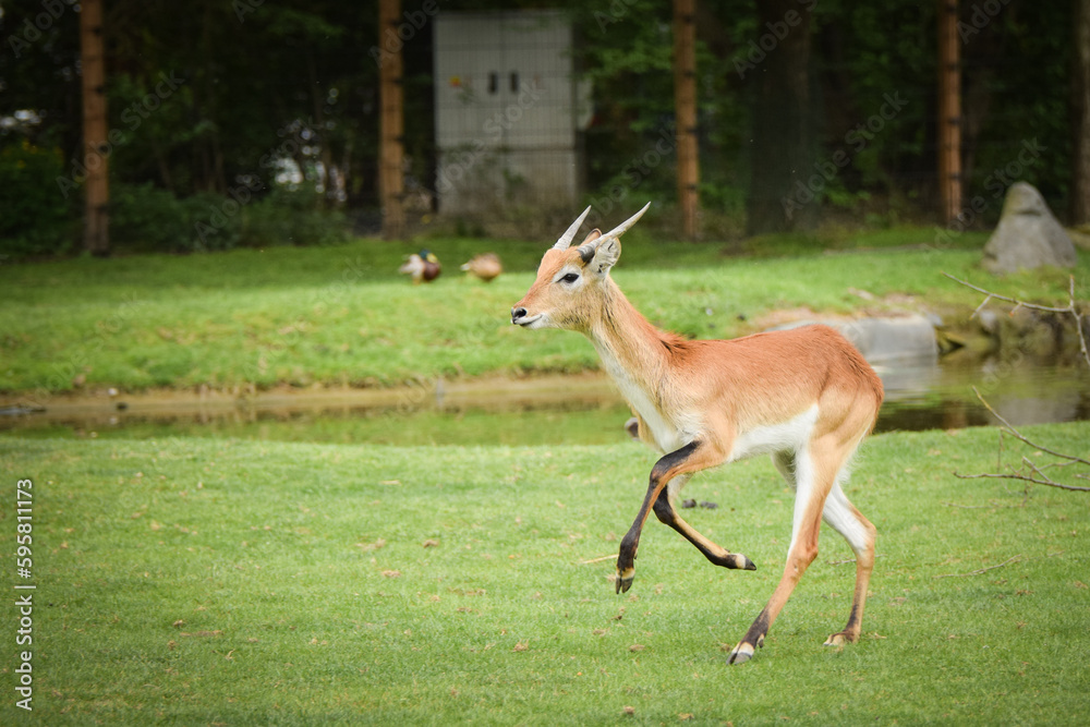 Antelope is running in the grass in the zoo near to the fence. They have not place for living.