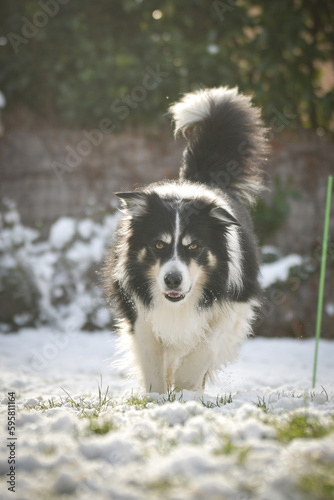 Border collie is running through a field in the snow. Winter fun in the snow. © doda
