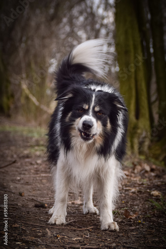 Border collie is standing in the forest He is so funny and he looks more cute. © doda