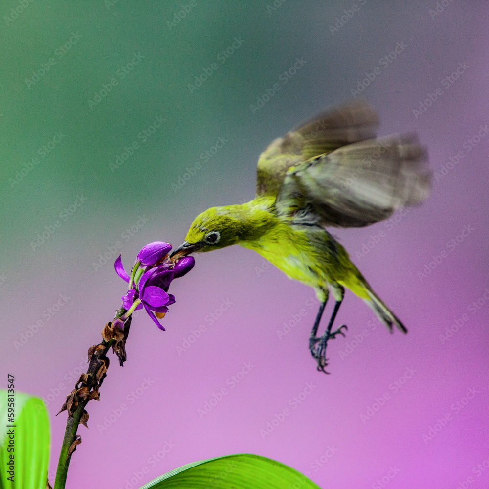 Obraz premium Ring-eyed bird hovering on flower