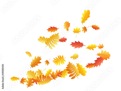 Oak, maple, wild ash rowan leaves vector, autumn foliage on white background.