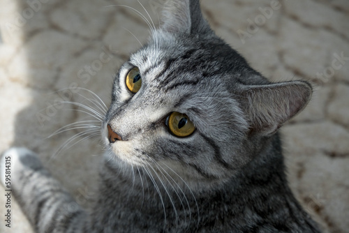 Pet portrait.Beautiful gray cat. Close-up of a cat's muzzle.The cat looks playfully to the side.