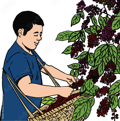 Farmer cartoon collecting coffee beans in mountain coffee plantation