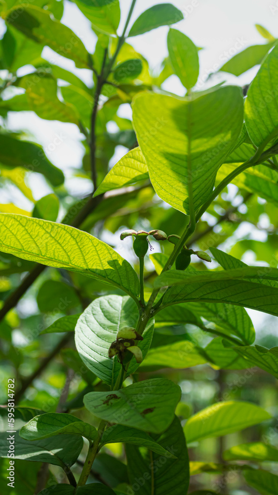 Obraz premium Tropical Fruit Guava on Guava Tree. Tropical fruit guava tree
