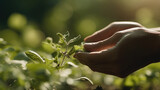 Woman's hand is holding a plant in a field. Generative AI