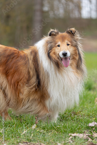 Standing half body gold long hair rough collie, cute pretty dog outdoor in meadow