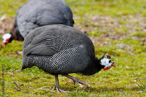 The helmeted guineafowl  Numida meleagris  is native African bird