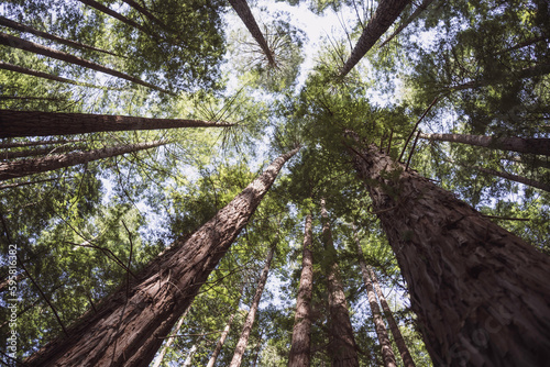 Konstfotografi Nadir perspective of a redwood forest in Cantabria, northern Spain, Europe