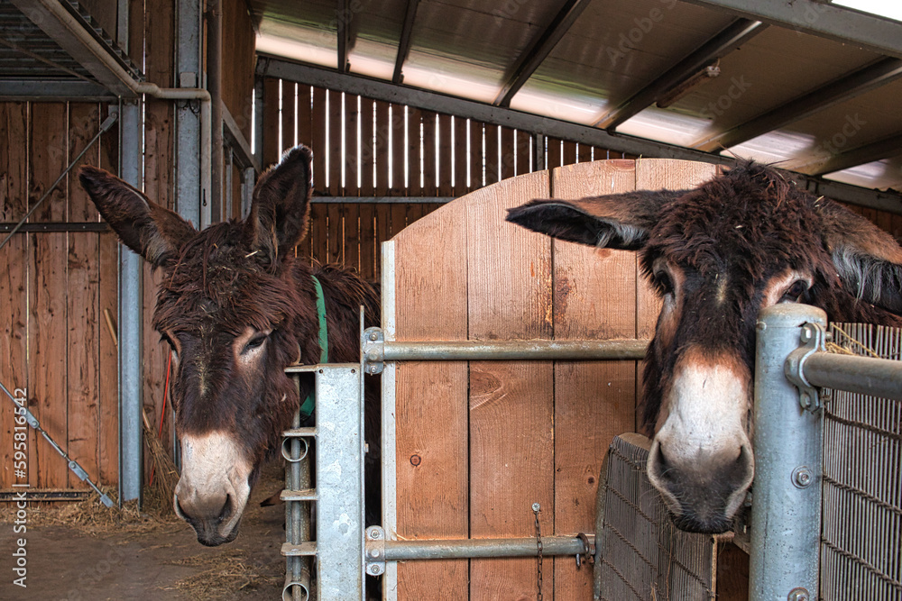 Two cute donkeys in their stable on a farm that produces donkey milk