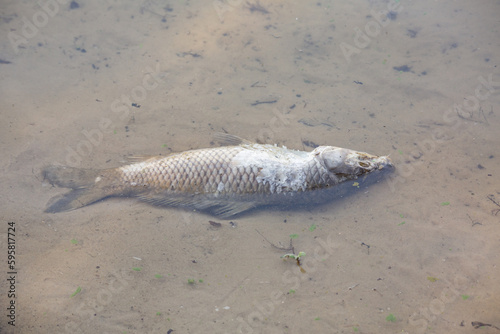 Dead fish in a lake, washed out to shore