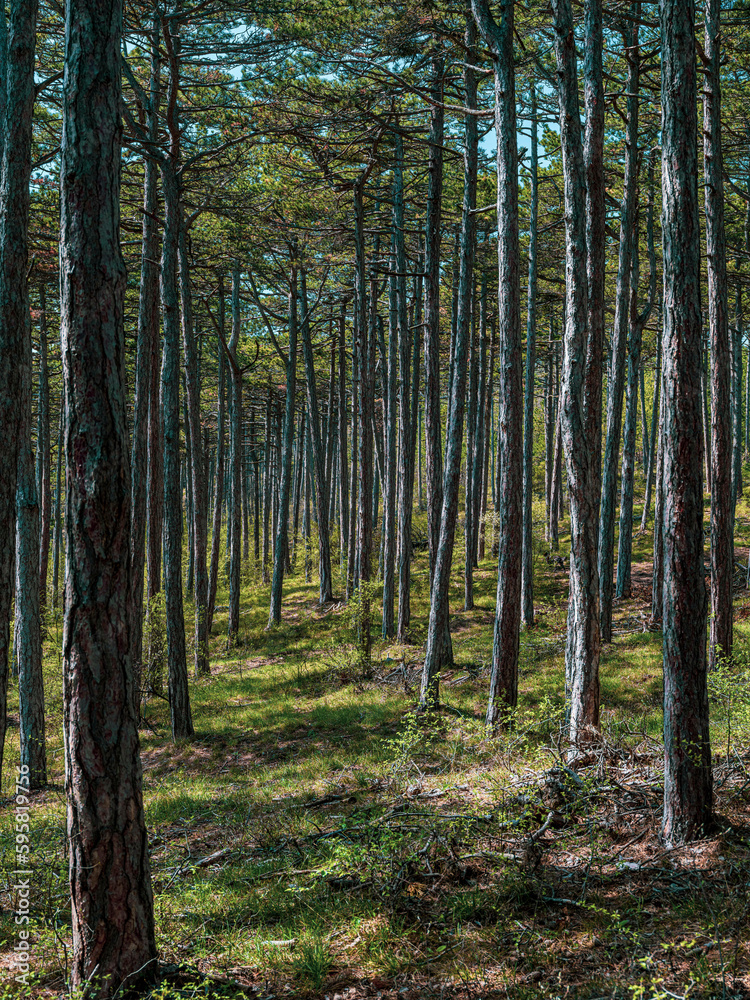 green forest in spring time green forest in spring time