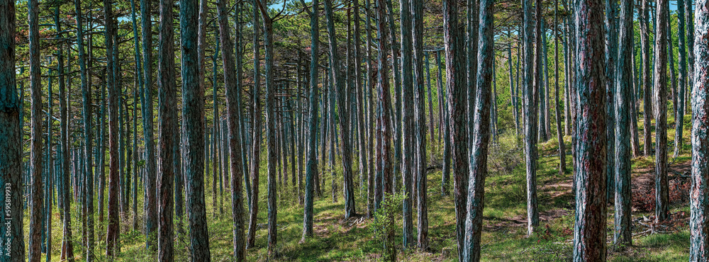 green forest in spring time green forest in spring time