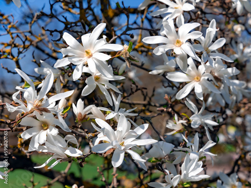 Branches with blooming Magnolia stellata Royal Star or Star Magnolia closeup against the blue sky. Spring season, sweet fragrance. photo