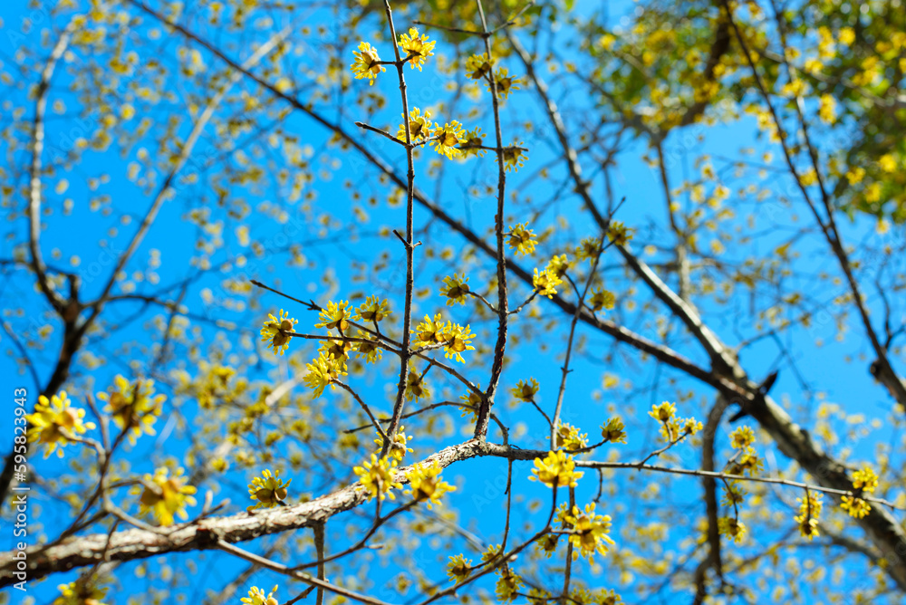 Fototapeta premium サンシュユの花