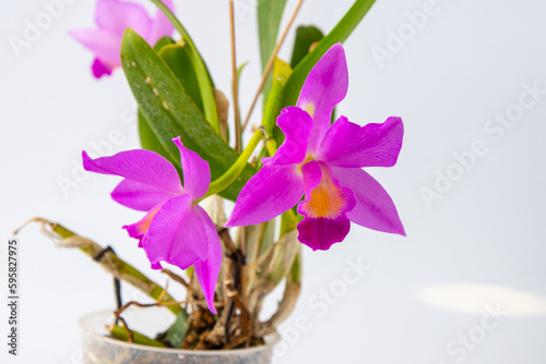 Orchid Cattleya home flower. Large pink purple buds. Flowering of a rare variety of orchids labiata. White background. Flowers pot garden cattleya orchidaceae family. photo
