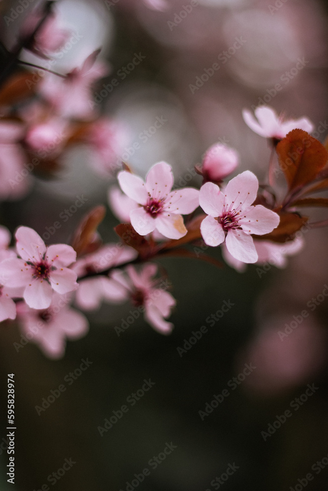 Blooming. Blossom. Flowering branch. Pink flowers. Spring time. Flora. Botany. Garden. Background. Tree. Nature.