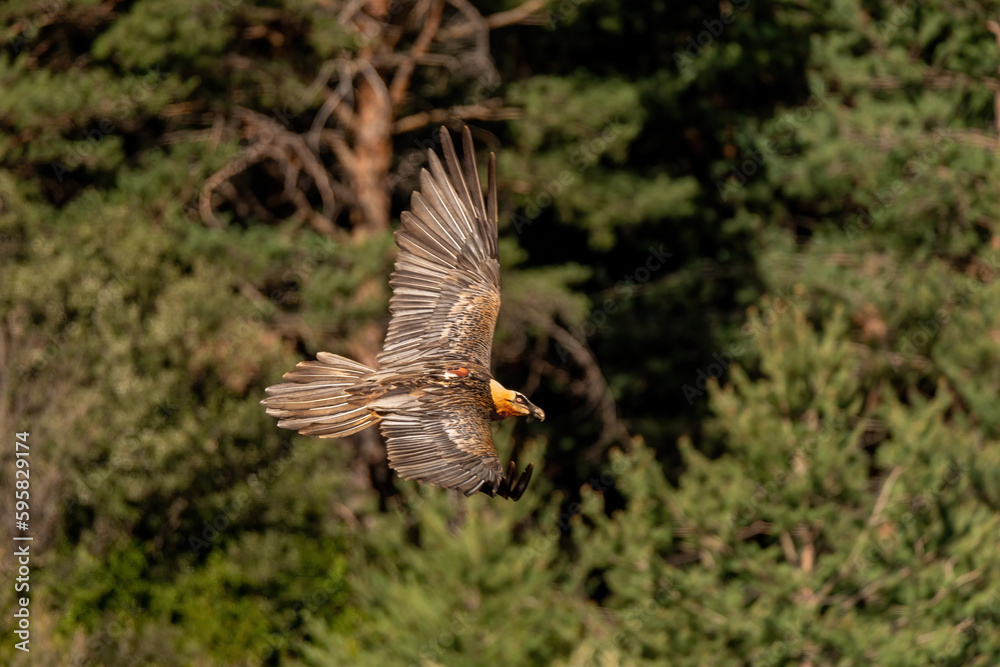 Adult Bearded Vulture flying with brown open wings Adult Bearded Vulture flying with brown open wings
