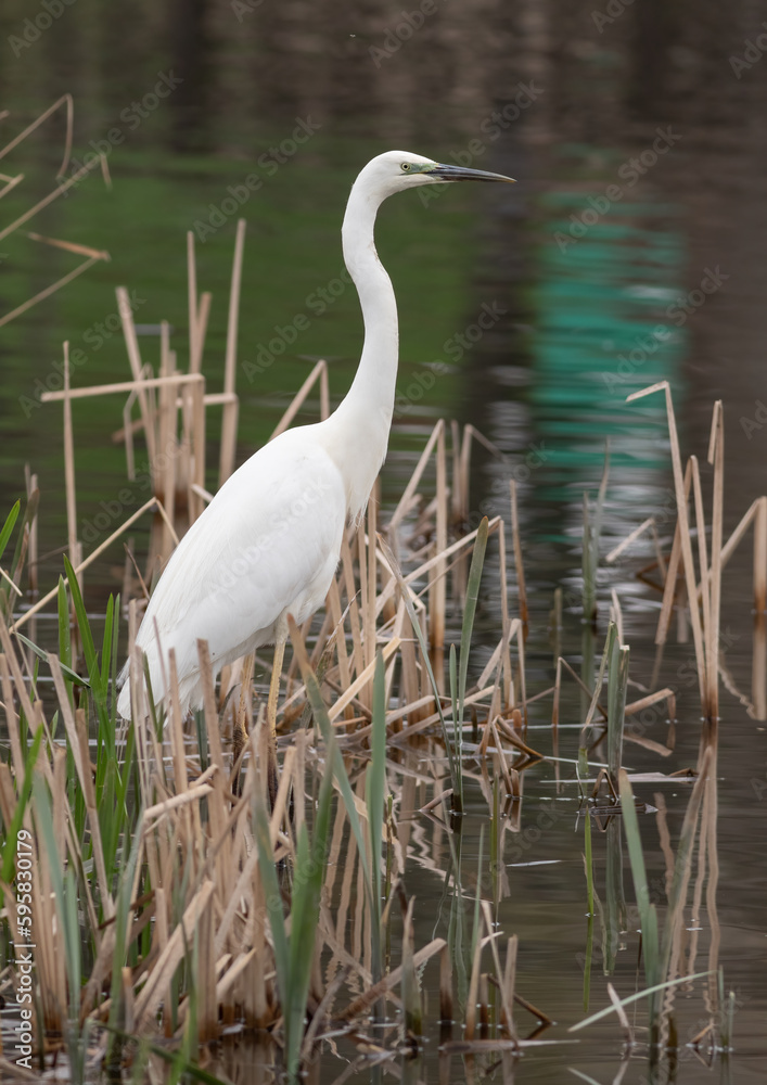 Great egret, Ardea alba. A bird stands on a riverbank in a thicket of reeds, catching fish Great egret, Ardea alba. A bird stands on a riverbank in a thicket of reeds, catching fish