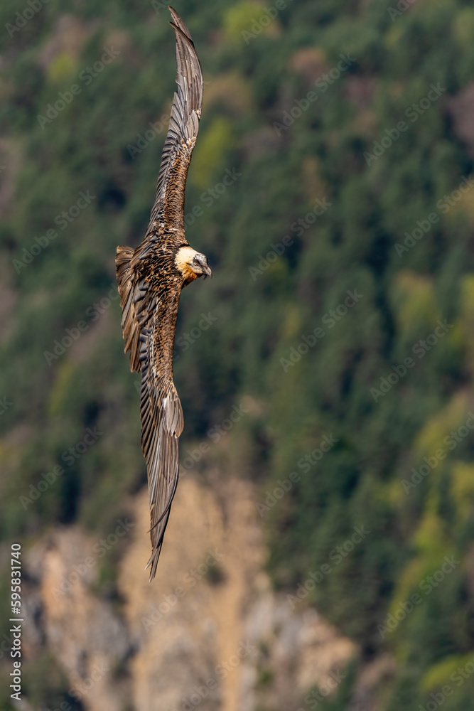 Obraz premium Adult Bearded Vulture flying vertically with wings outstretched