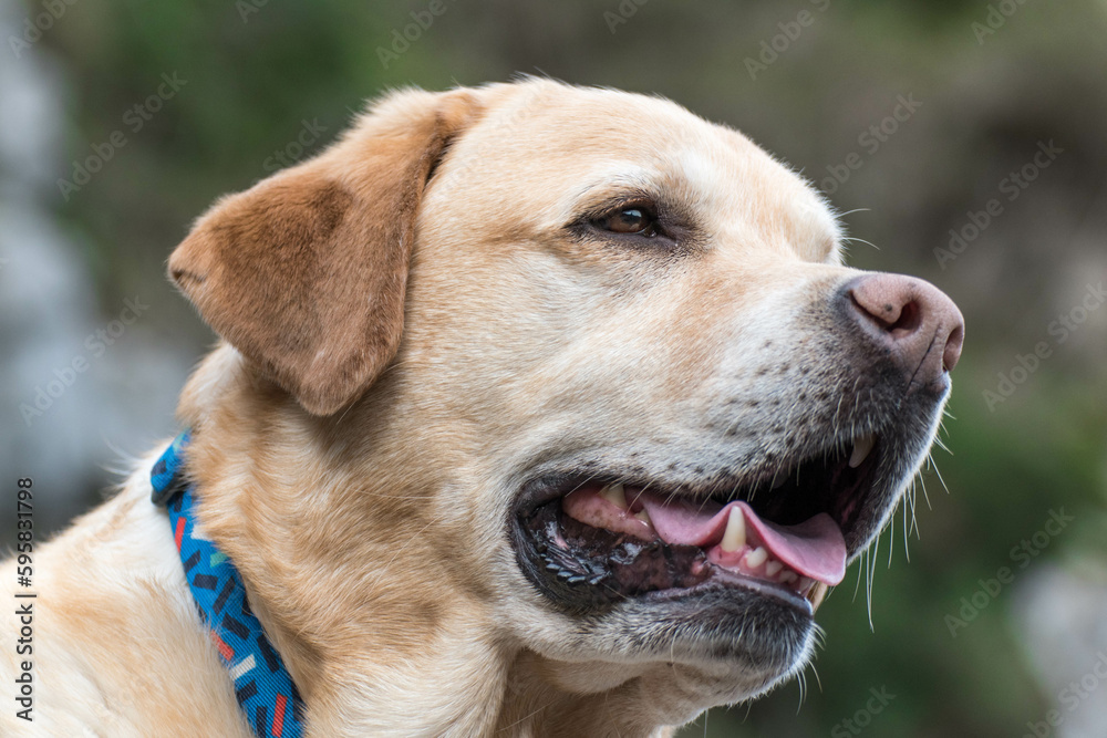 Retrato de un perro labrador