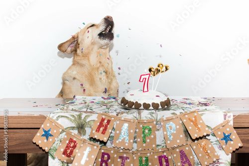 Perro disfruta de su tarta de cumpleaños  photo