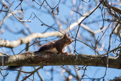 Una ardilla disfruta de la primavera en su árbol 