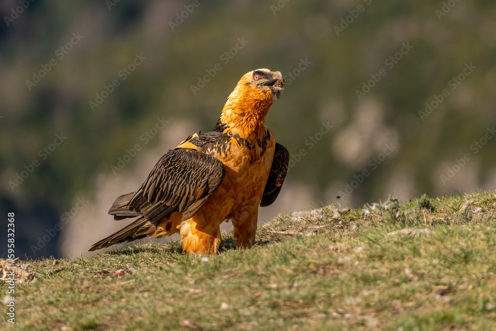 Adult bearded vulture swallowing a bone Adult bearded vulture swallowing a bone